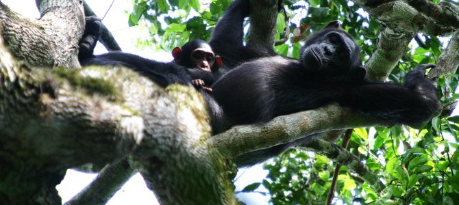 Day 16: Kibale National Park