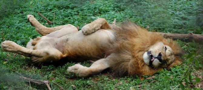 Day 26: Uganda Wildlife Education Center