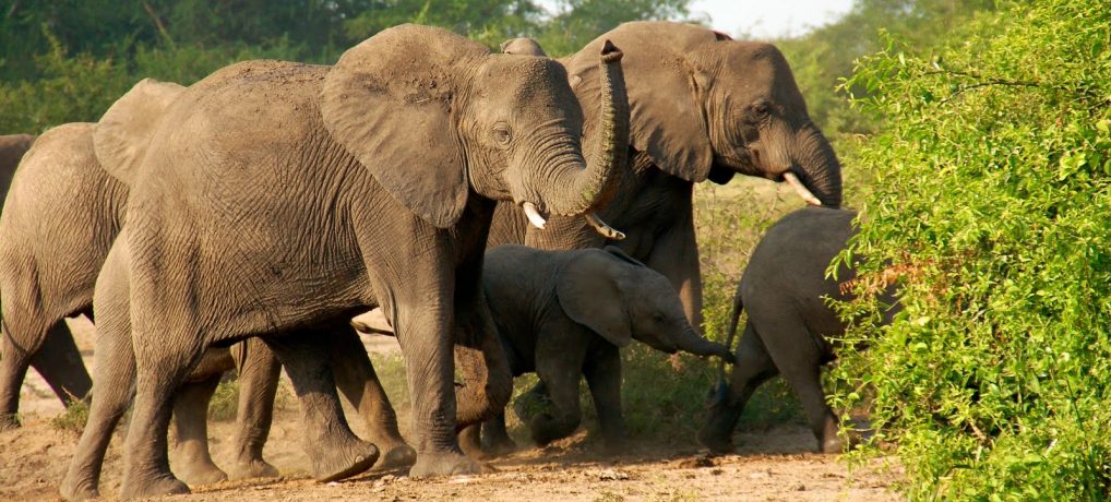 Kidepo Valley Wildlife Park