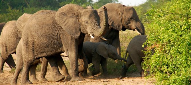 Day 6: Kidepo Valley National Park