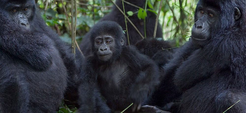 Bwindi Gorillas